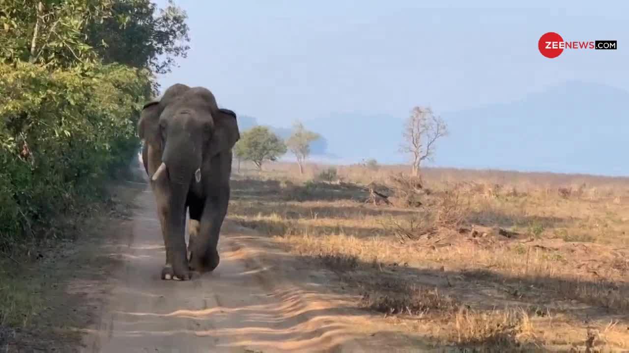 Viral Video: ये हैं जंगल की खूबसूरत 'मॉडल', बीच रास्ते पर की जबरदस्त Ramp Walk!