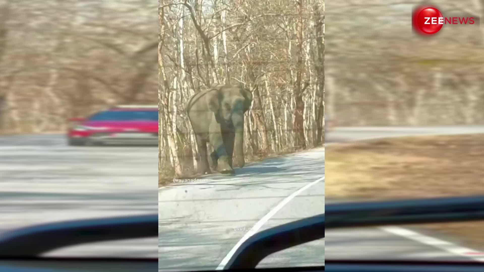 क्या हुआ जब हाथी के पैरों तले आ गया शख्स, वीडियो देख कांप जाएगी आपकी रूह