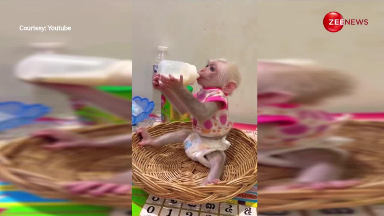 इंसान की तरह बंदर के बच्चे ने बोतल से पी लिया दूध, प्यारा वीडियो देख आप कहेंगे-बहुत क्यूट