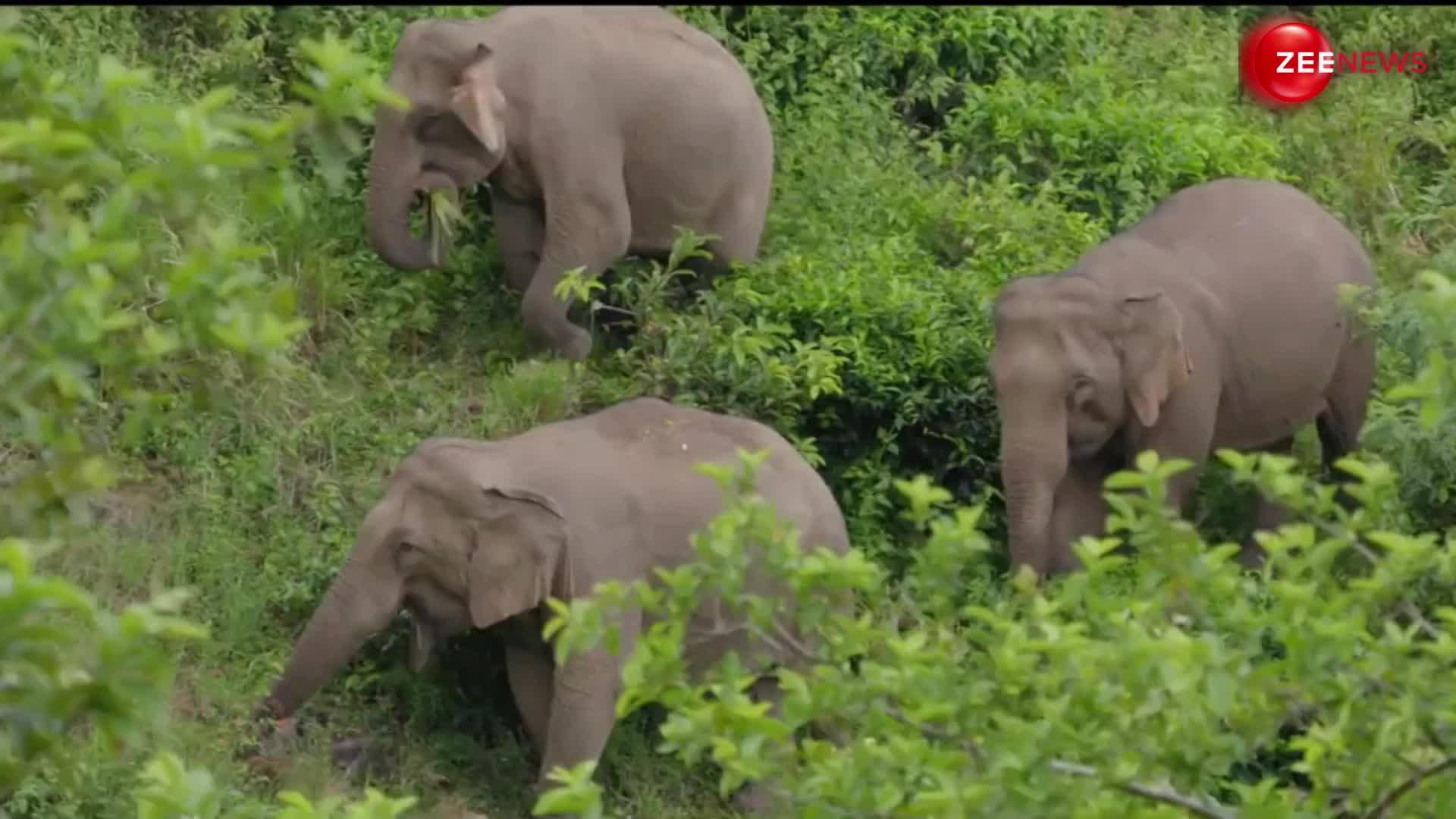 जंगल में कुछ इस तरह अपना खाना ढूंढने निकलते हैं हाथी, आज से पहले नहीं देखा होगा इतना अद्भुत वीडियो
