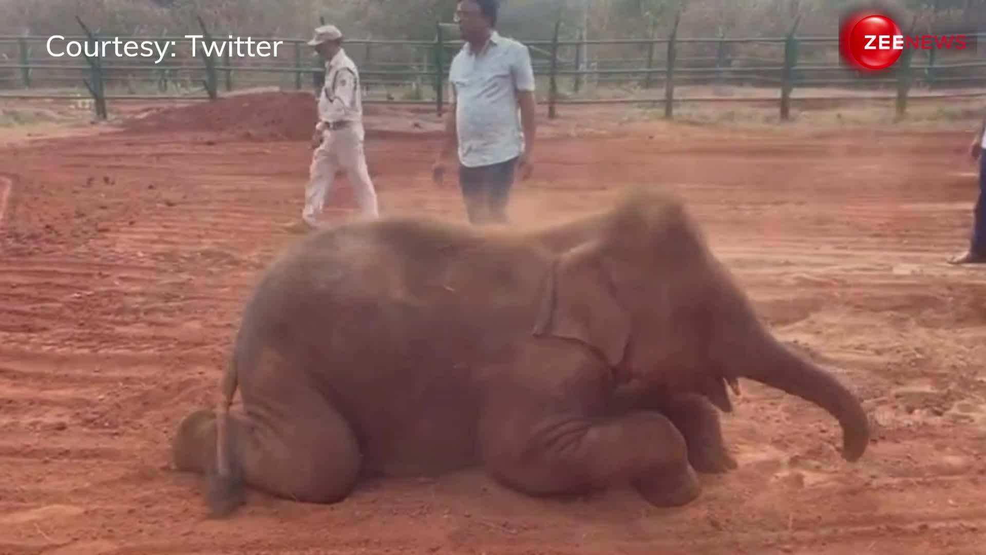 सो क्यूट! मिट्टी में मस्त खेलता नजर आया नन्हा हाथी, वीडियो पर दिल हार बैठेंगे आप