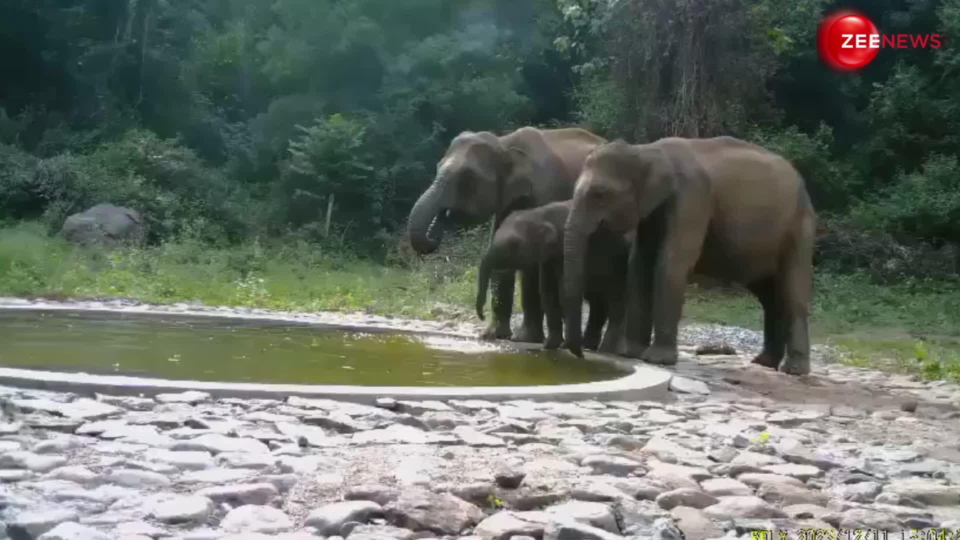 तालाब में से पानी पी रहा था हाथी का पूरा परिवार, कैमरे में कैद हुआ खूबसूरत वीडियो