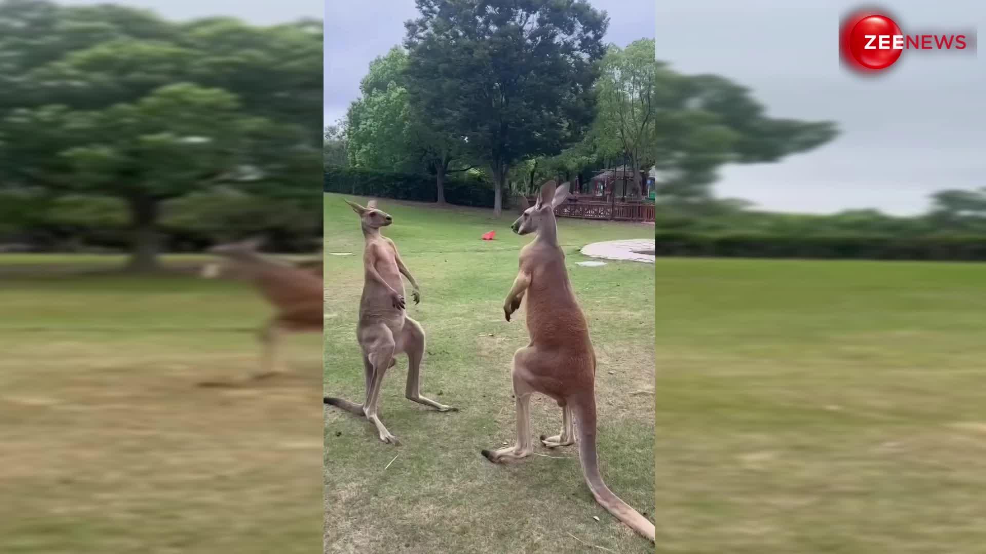 Kangaroo Fight: थप्पड़ और चांटा बजाकर एक दूसरे को पीटने लगे कंगारू, दोनों की मारपीट का वीडियो हुआ वायरल