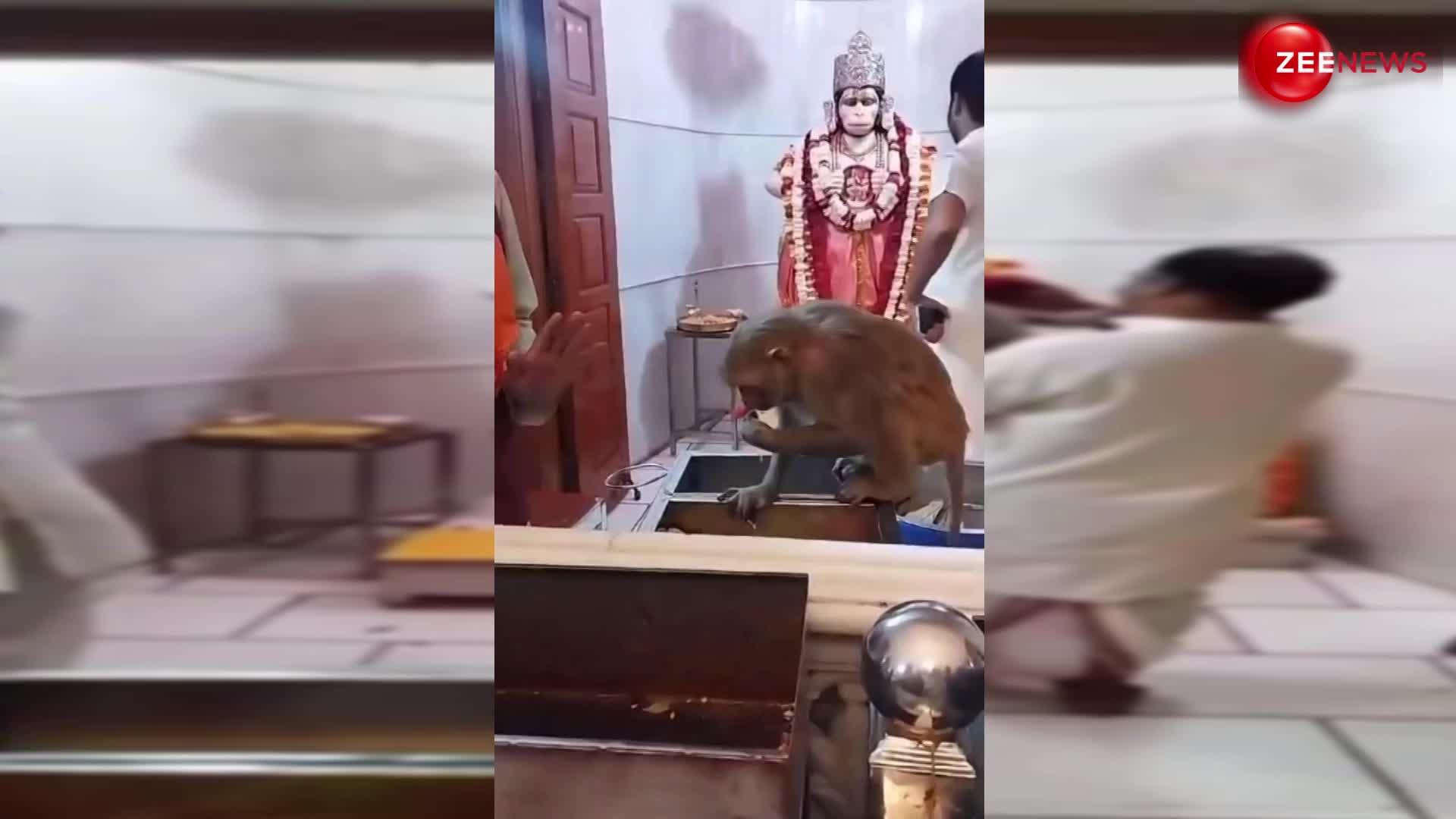 चमत्कार! हनुमान चालीसा के समय मंदिर में घुस आया बंदर, फिर हुआ कुछ ऐसा देख लोगों ने लगाए बजरंगबली के नारे
