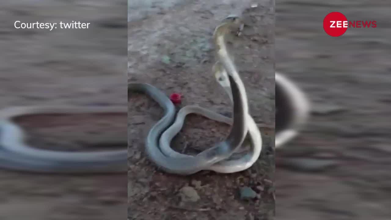 King Cobra Video: खुलेआम खेत में रोमांटिक हुआ नाग, नागिन संग लिपटकर लड़ाने लगा इश्क!