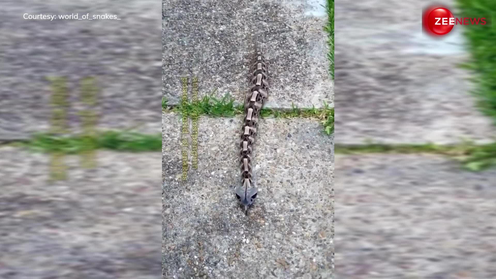 Viral Snake Video: बच्चों के खिलोने जैसा दिखता है ये सांप, इंटरनेट पर पहली बार वीडियो हुआ वायरल