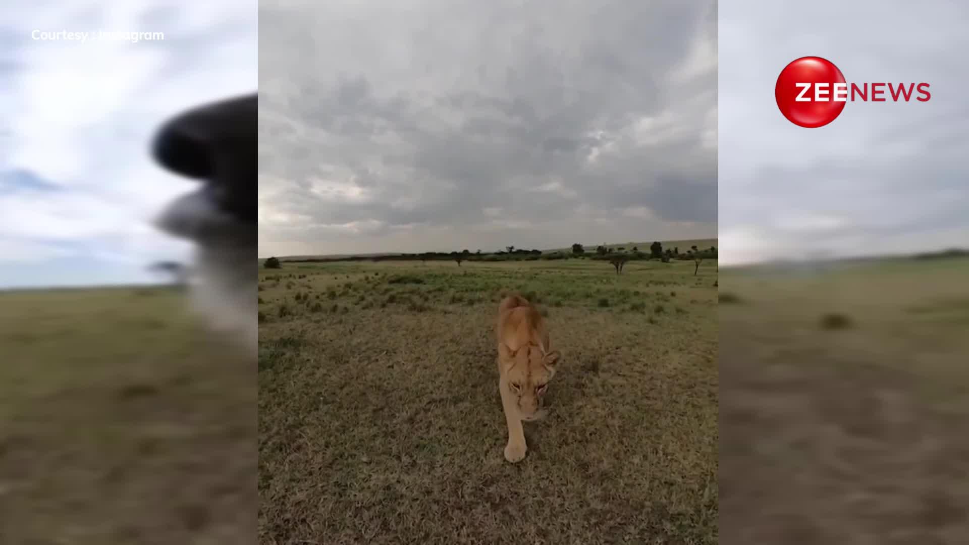 सेल्फी स्टिक पकड़कर व्लॉगिंग करने निकला शेर, जंगल का दिखाया अद्भुद नजारा; देखें ये वीडियो
