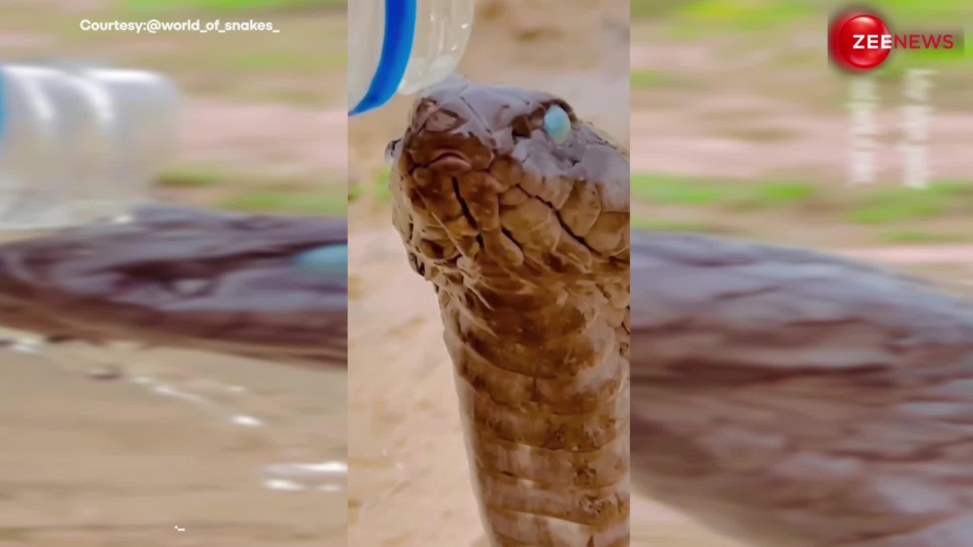 कैसे पानी पीता है सांप? King Cobra का ये वीडियो देख खुद जान जाएंगे आप