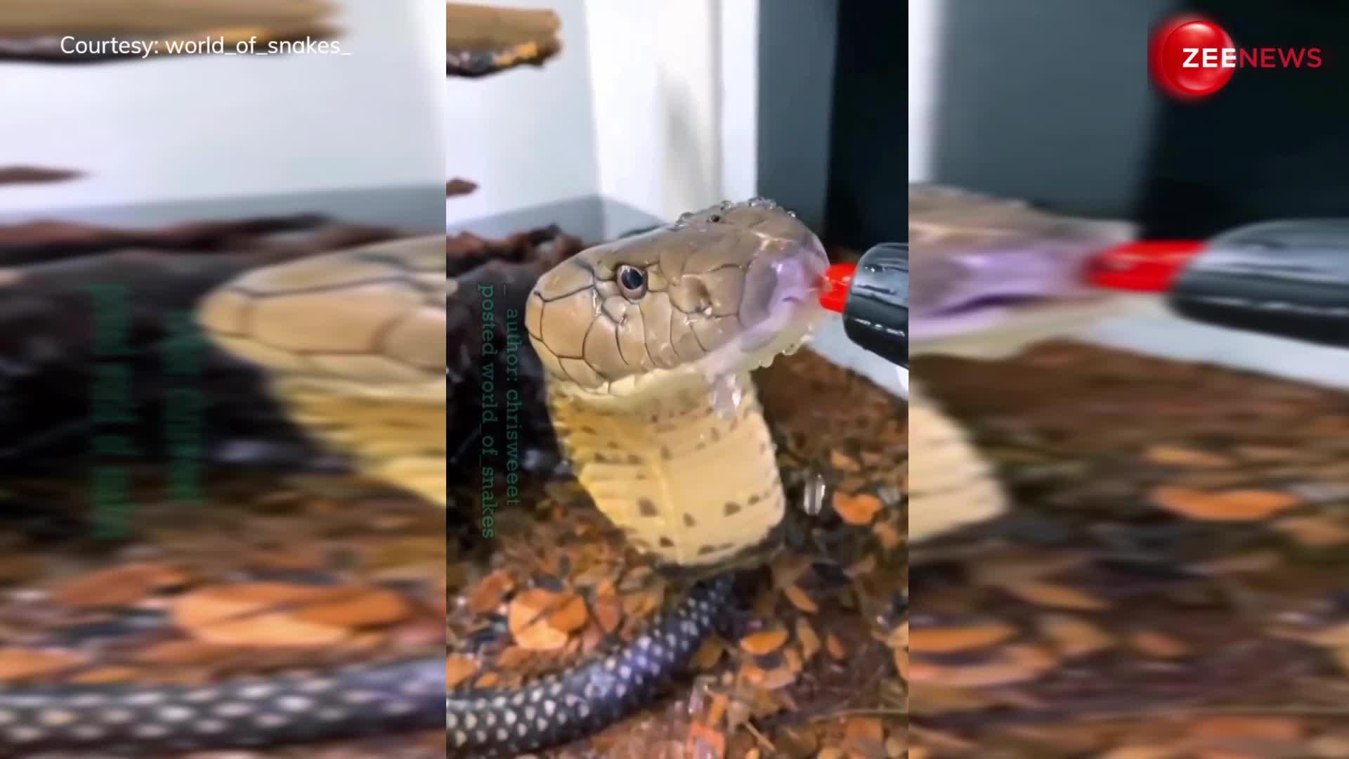 तेज गर्मी में King Cobra को लगी प्यास तो पीने लगा पानी, सांप को ऐसे पानी पीता देख लोगों के उड़ गए होश!