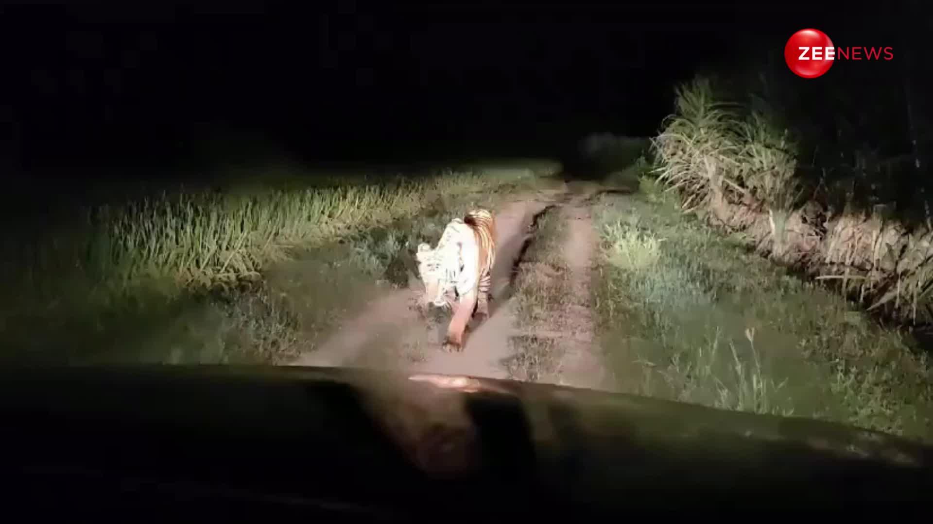 रात के अंधेरे में खेत में घूमता दिखा खूंखार बाघ, देख लोगों की हालत हुई खराब