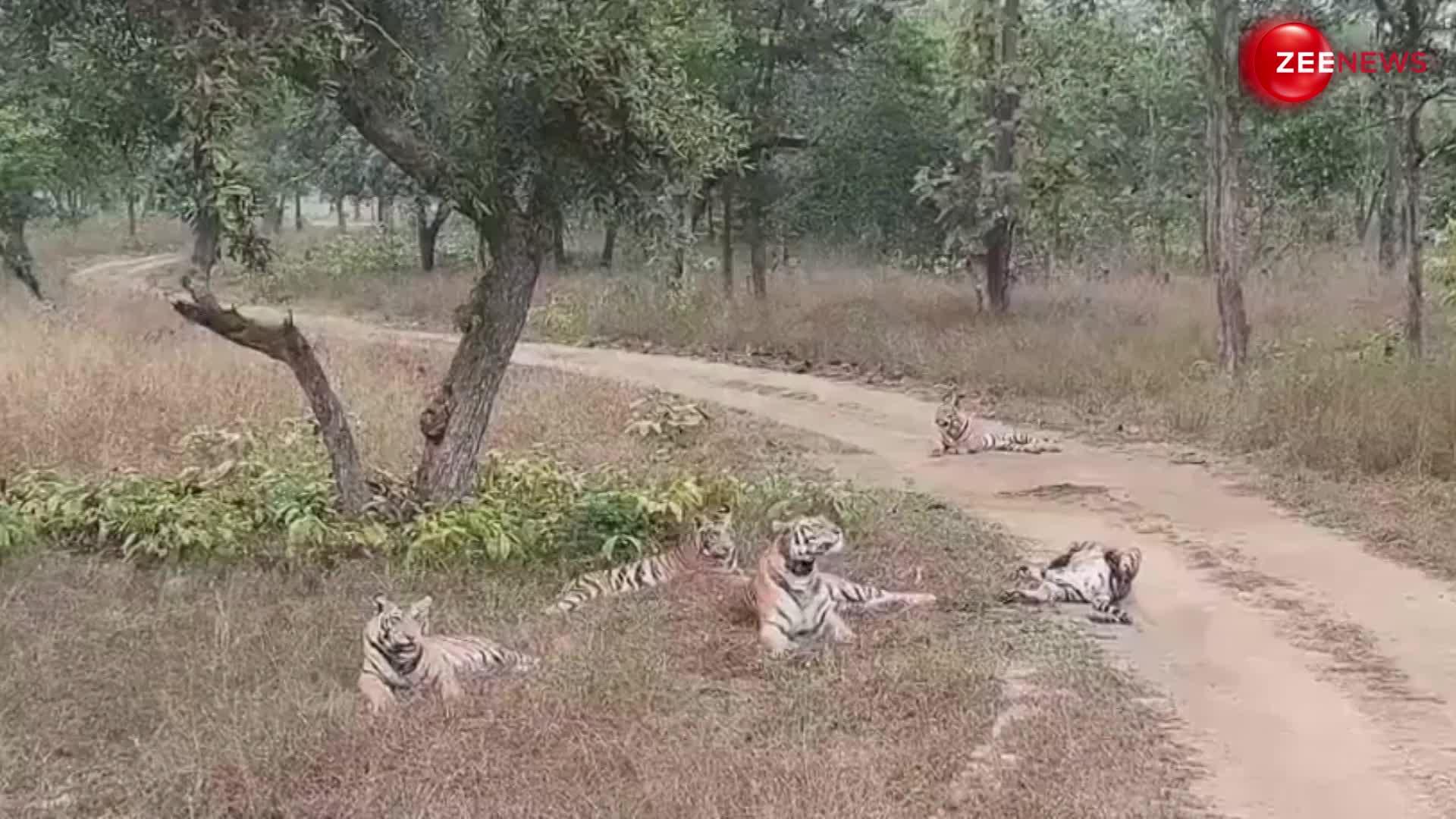 जंगल में एक साथ मस्ती करता दिखा बाघ का पूरा परिवार, लोगों को काफी पसंद आ रहा है वीडियो